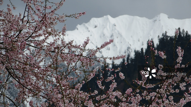 林芝桃花沟图片素材