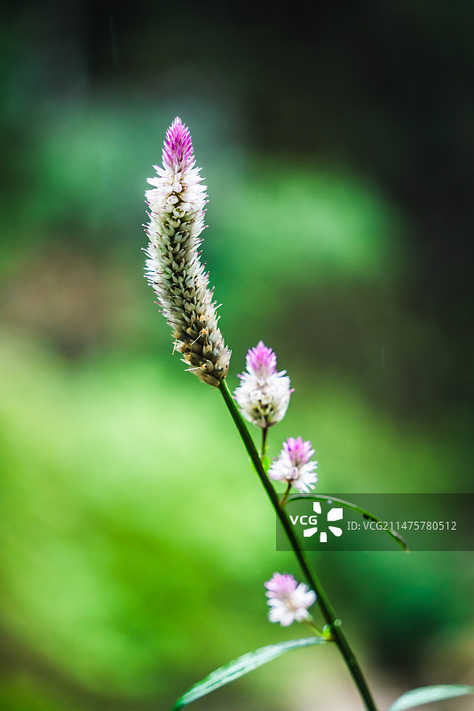 青葙子开花植物特写镜头图片素材