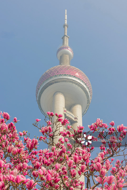 玉兰花环抱中的上海东方明珠电视塔图片素材