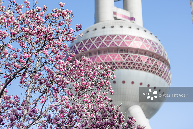 天上海浦东陆家嘴玉兰花环绕的东方明珠电视塔图片素材