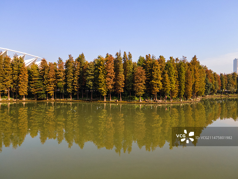 冬季红色的落羽杉图片素材