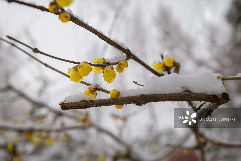 傲雪腊梅图片素材