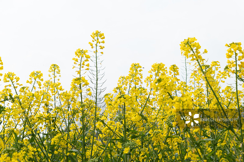 油菜花盛开图片素材