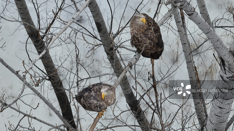 北京怀柔水库冬天白尾海雕一对亲鸟图片素材