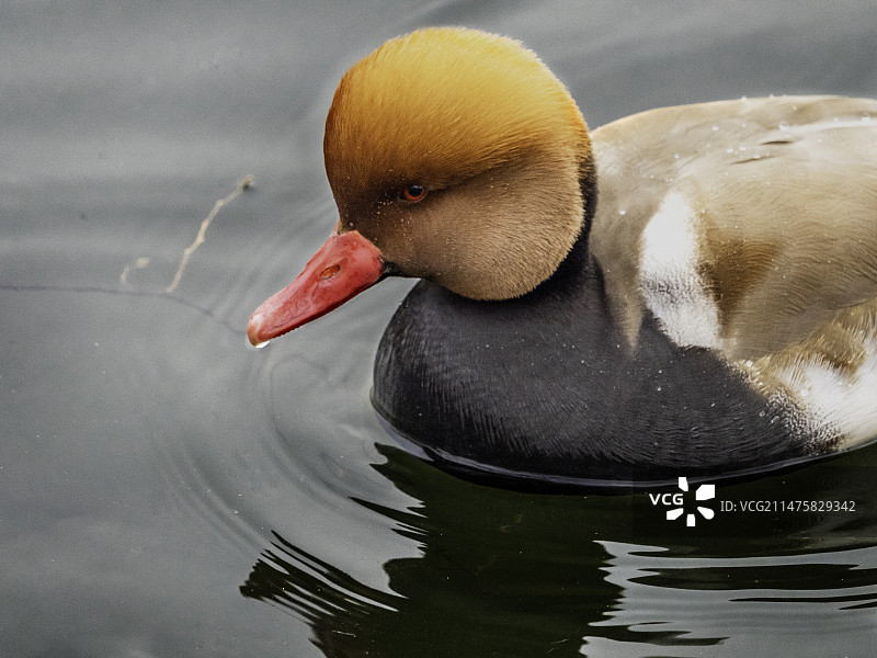 赤嘴潜鸭图片素材