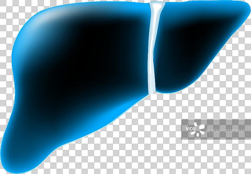 深色背景上的逼真透明蓝色肝脏图片素材