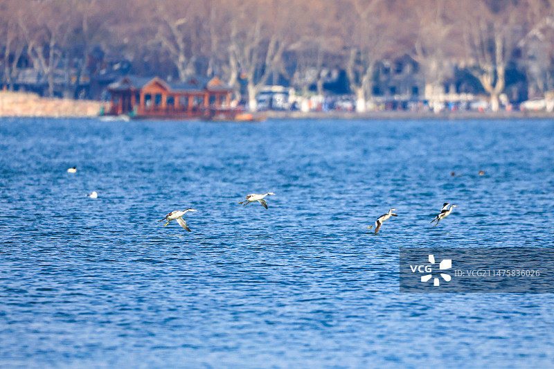 杭州西湖风光与织女银鸥图片素材