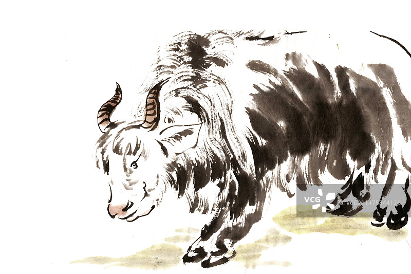 觅食的牦牛图片素材