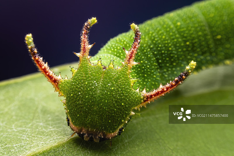 小青龙图片素材