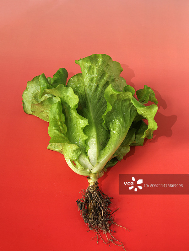 红色背景上的一颗新鲜蔬菜生菜图片素材