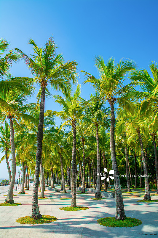 深圳 阳光树林 海滨生态公园  椰子林 绿道 深圳风光 深圳湾 椰树林 椰子树 棕树林 棕榈树图片素材