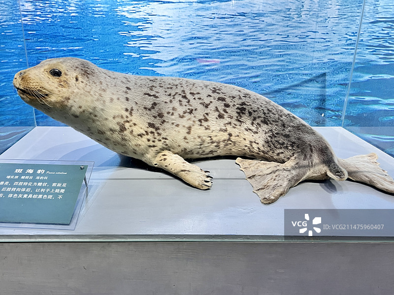 斑海豹标本图片素材