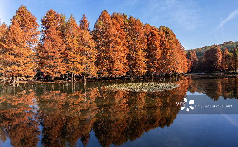 南京燕雀湖落羽杉图片素材