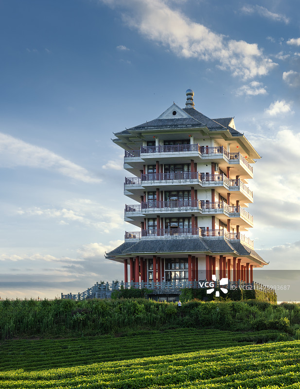 中国贵州遵义市湄潭县茶海图片素材