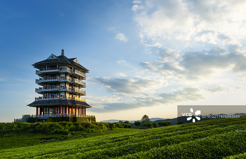 中国贵州遵义市湄潭县茶海图片素材