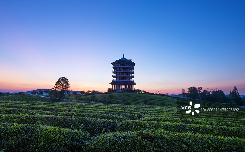 中国贵州遵义市湄潭县茶海图片素材