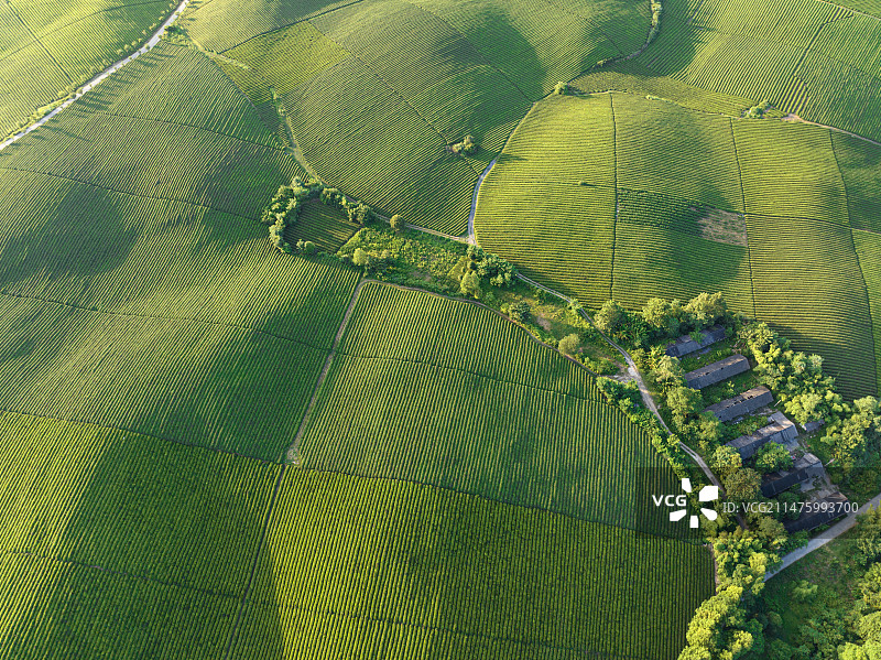 中国贵州遵义市湄潭县茶海图片素材