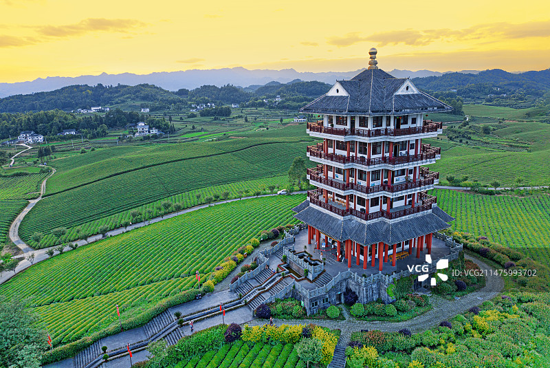 中国贵州遵义市湄潭县茶海图片素材