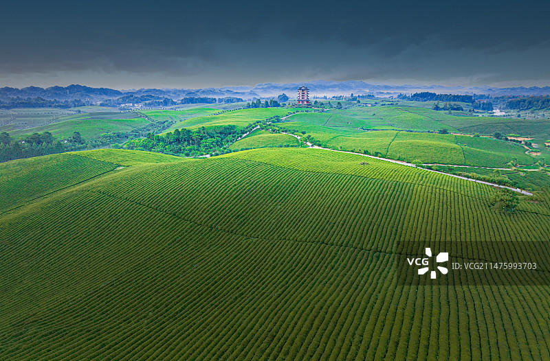 中国贵州遵义市湄潭县茶海图片素材