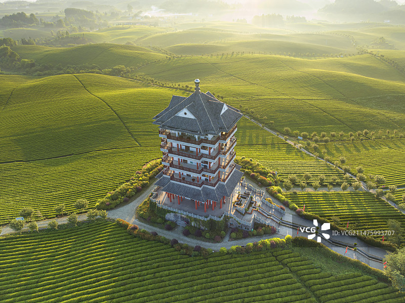 中国贵州遵义市湄潭县茶海图片素材