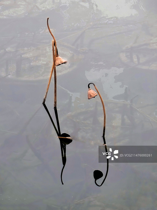 冬日什剎海公园西海残荷图片素材