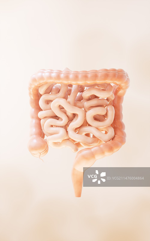 内脏器官肠道3D渲染图片素材