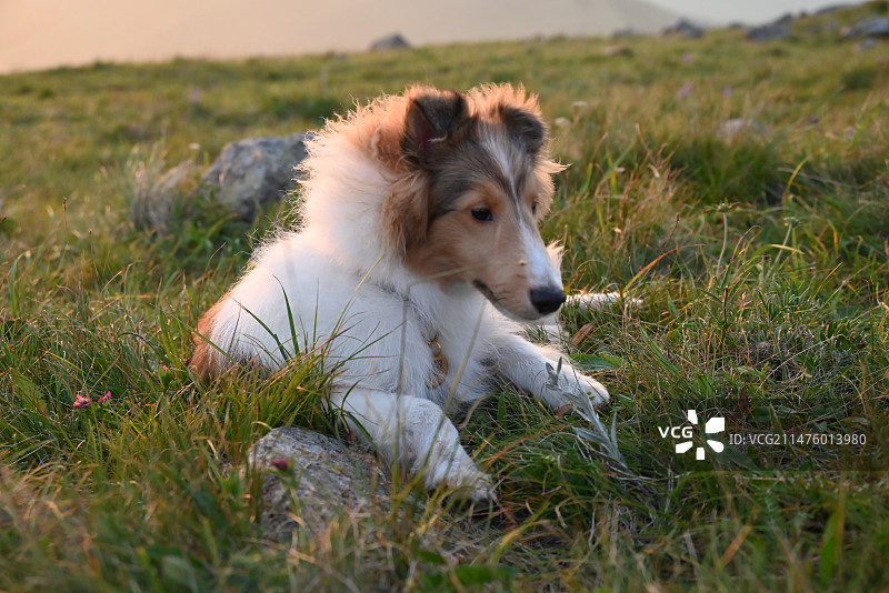 喜乐蒂草地上的狗特写镜头图片素材