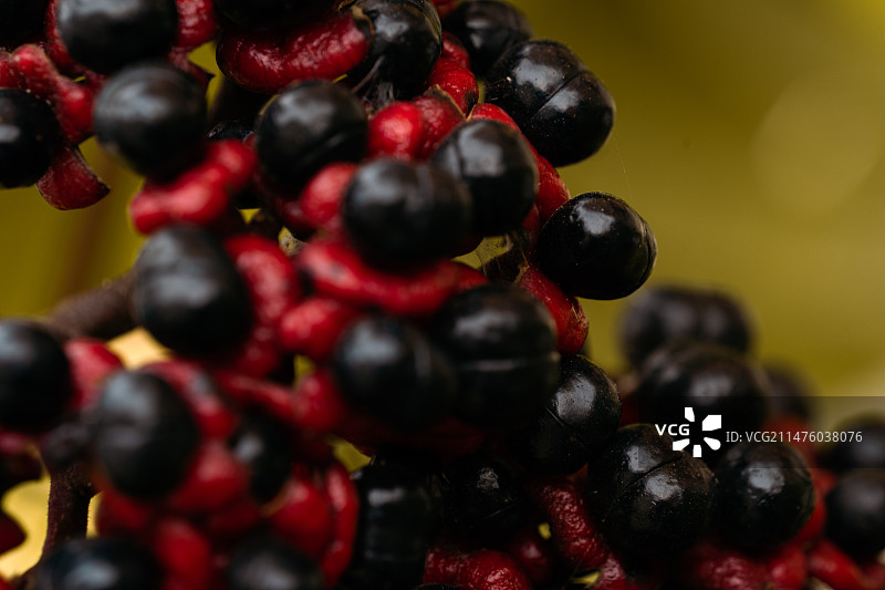 黑色植物果实图片素材