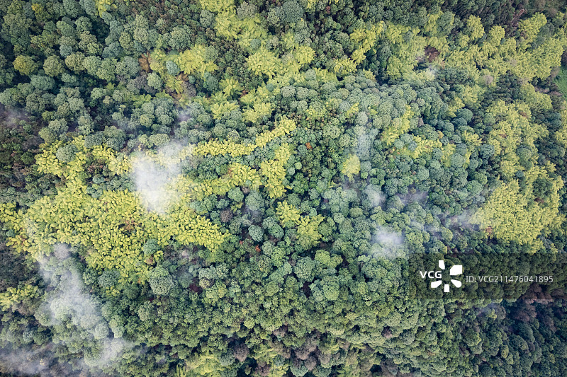 重庆大学城虎峰山森林公园风景图片素材
