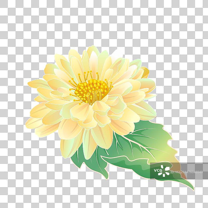矢量白色菊花图片素材
