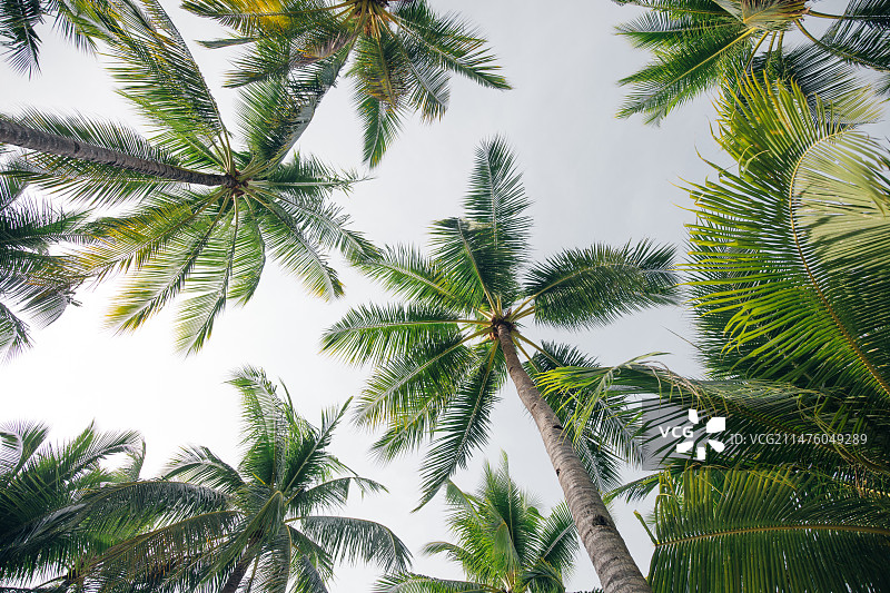 棕榈树在晴空下的低角度视图图片素材