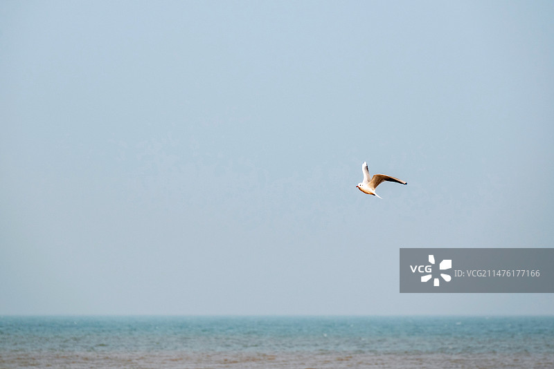 山东日照海滨国家森林公园海面上飞翔的海鸥图片素材