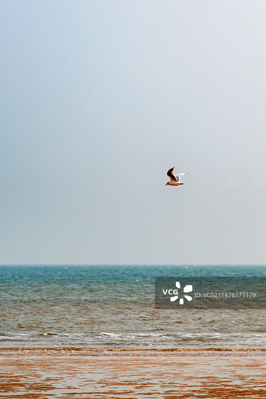 山东日照海滨国家森林公园海面上飞翔的海鸥图片素材