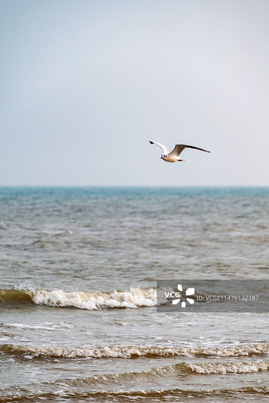 山东日照海滨国家森林公园海面上飞翔的海鸥图片素材