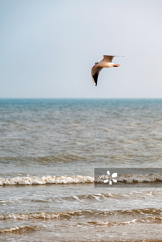山东日照海滨国家森林公园海面上飞翔的海鸥图片素材