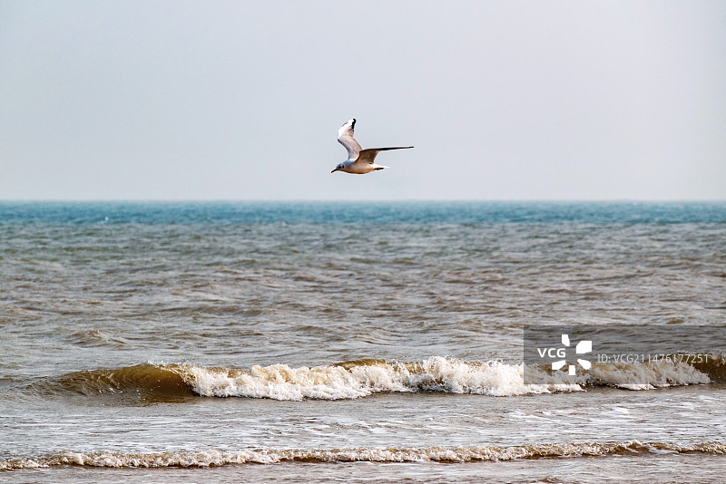 山东日照海滨国家森林公园海面上飞翔的海鸥图片素材