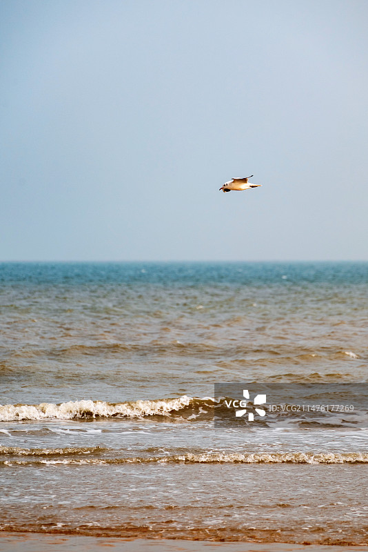 山东日照海滨国家森林公园海面上飞翔的海鸥图片素材