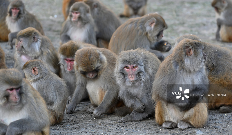 金猴海边的藏酋猴图片素材