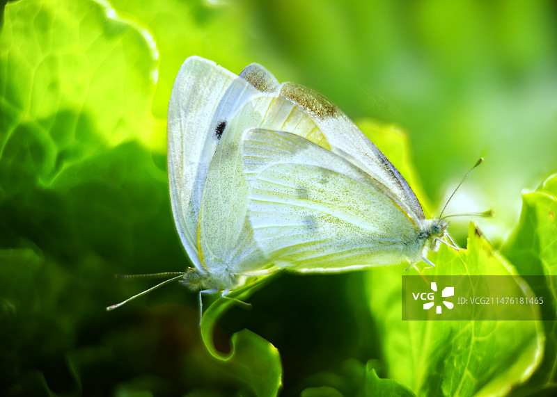 菜粉蝶的爱情图片素材