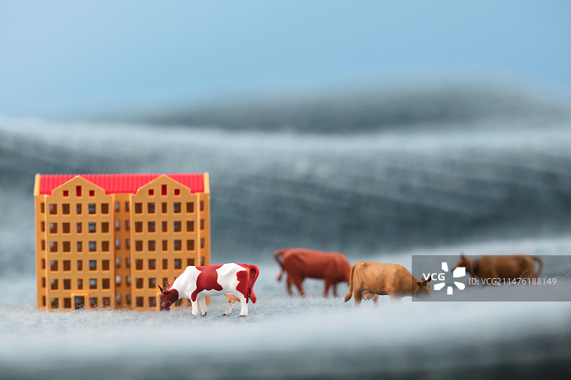 乡野间的住房和牛群图片素材