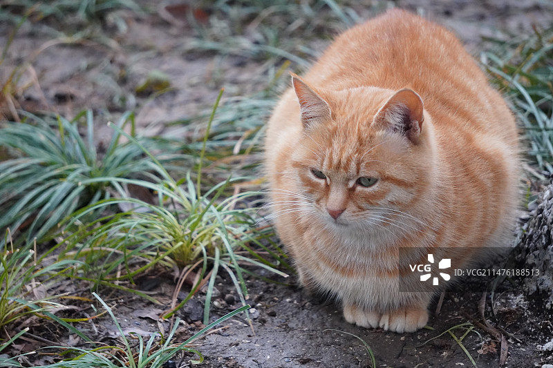 一只蹲在草地上的橘色猫图片素材