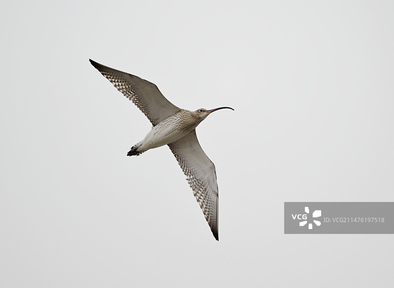 白腰杓鹬图片素材