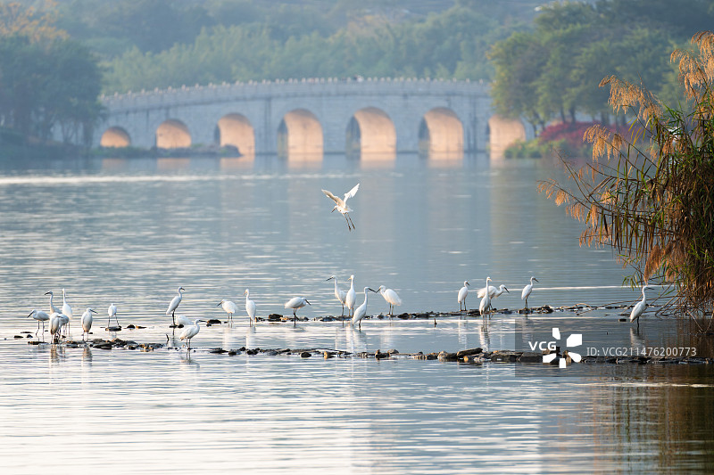佛山市顺德区顺峰山公园鹭鸟栖息图片素材