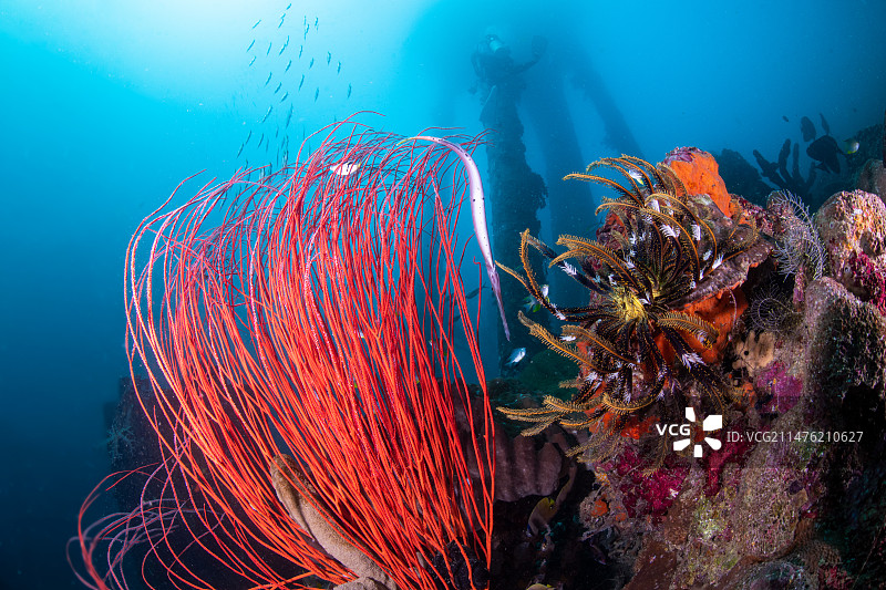 珊瑚鱼与管鱼图片素材