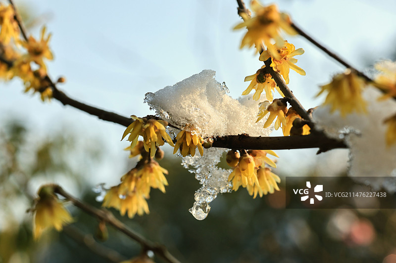 阳光下的腊梅冰雪解封融化图片素材