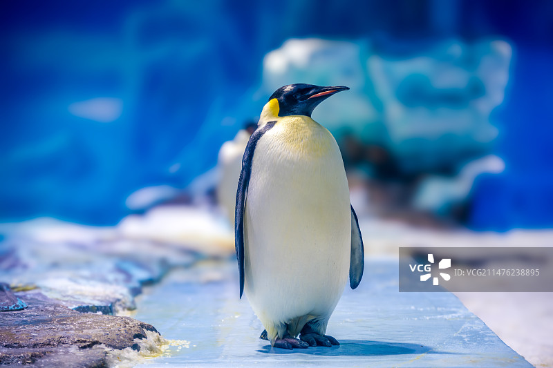海洋馆内的帝企鹅特写图片素材