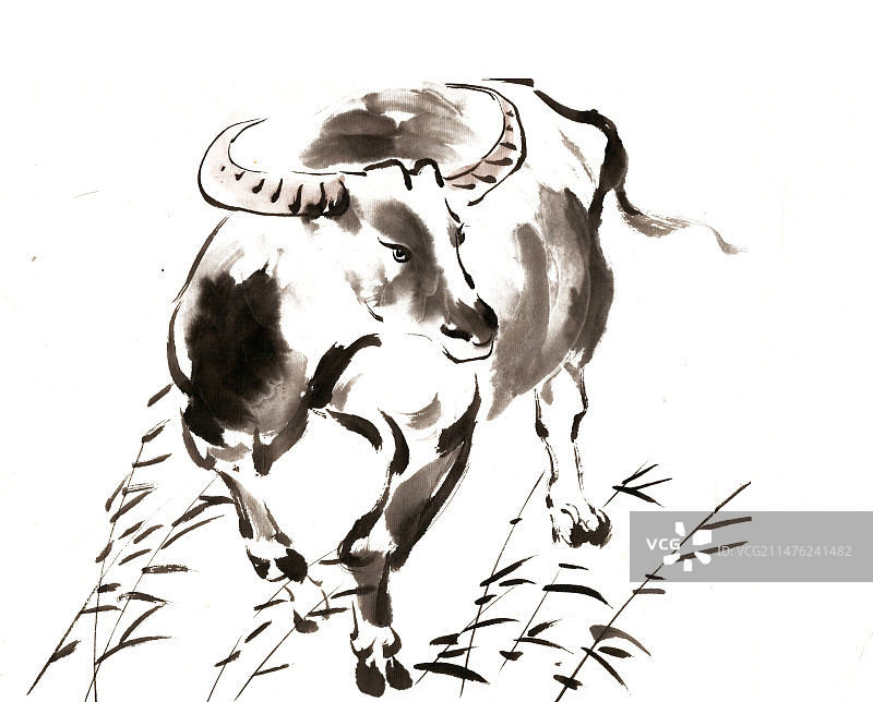 芦苇中的牛图片素材