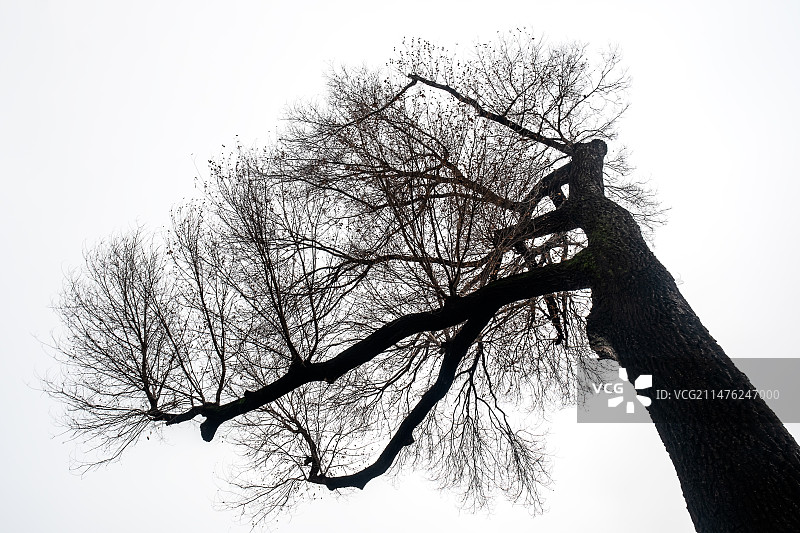 扬州个园风景区冬季修剪枝条后有气质和质感的榆树图片素材