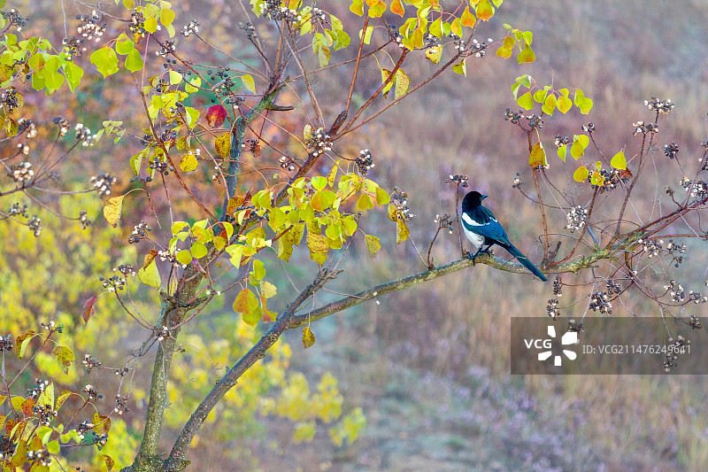 喜鹊登高图片素材