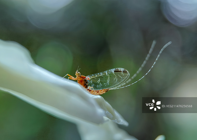 虽朝生暮死，却也活的灿烂！图片素材
